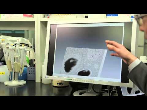 Nuvola アプリの教育言語.svg