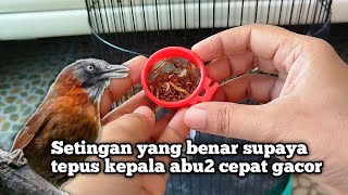 Download lagu THE SUREFIRE WAY TO MAKE GRAY HEAD QUICKLY AND SOUND DILIGENTLY‼️ mp3 Download lagu THE SUREFIRE WAY TO MAKE GRAY HEAD QUICKLY AND SOUND DILIGENTLY‼️ mp3