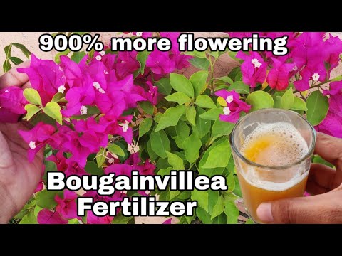 Use this for Bougainvillea flowering tips,  Get maximum flowers on Bougainville