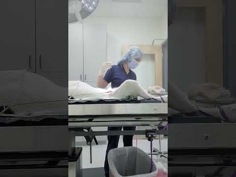 Canine neuter surgical prep