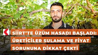 Siirt’te üzüm hasadı başladı: Üreticiler sulama ve fiyat sorununa dikk