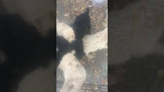Video preview image #1 Poodle (Standard) Puppy For Sale in LEXINGTON, SC, USA