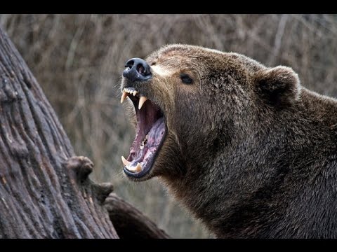 Bear Hunting - Serbia 2014 - Lov na Medveda 2014 - mpeg2video