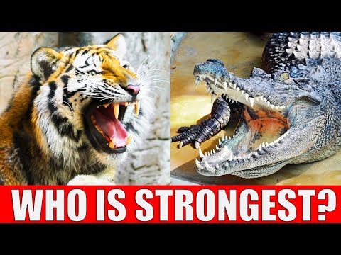 TOP 10 Strongest Animals in the World - Strongest Animal Bite Force in the World