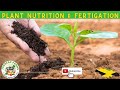 Plant Nutrition And Fertigation Explained Demonstrated In Jamaica Part 1