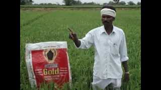 preview picture of video 'Gold on paddy at Warangal AMRO.AVI'