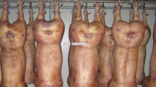 Agoraphobic Nosebleed (mantis)