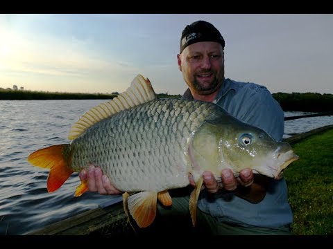 Matze Koch: A Horde of Scaled Fish - Matze's Antics 08-2017