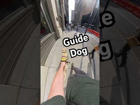 Guide Dog Navigates Around An Off Leash Dog #guidedog #dog #dogs