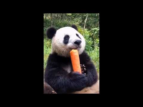 4K Ultra HD Video of Cutest baby animals Videos Compilation Cute moment of the Animals