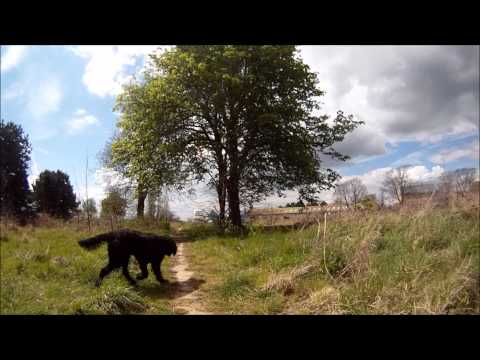 Amelie rams dog.wmv