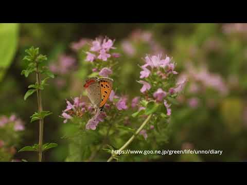 ベニシジミの飛翔　イブキジャコウソウ