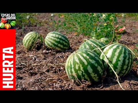 Cómo plantar una semilla de sandía y cuidados a aplicar después