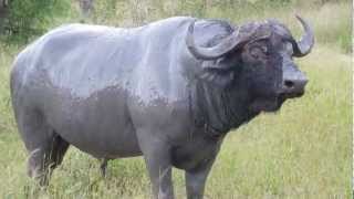 preview picture of video 'Cape Buffalo in a Mud Wallow in South Africa'