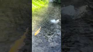 Enjoying time and nature with my grandson #fish #koi #farmlife #shorts