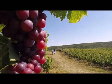 CRAMA si DOMENIUL AVERESTI - Husi, Judetul Vaslui - Crama unicat in Romania - reportaj Sergiu Voicu