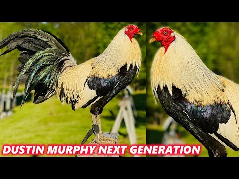 Dustin Murphy Next Generation Grey McLean Kelso Hatch - Beautiful Birds Farm Visit