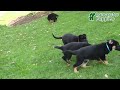 German Shepherd dogs for sale: Rain - Video 1