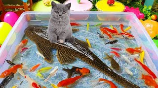 Download lagu Unboxing colorful ornamental fish, cute fish, koi fish, goldfish, catfish, chana, betta fish, gou... mp3