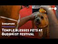 Singapore temple offers pet blessings for Buddhist festival | AFP