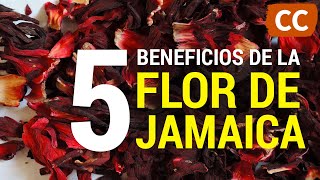 5 Beneficios de la Flor de Jamaica | Ciencia de la Comida