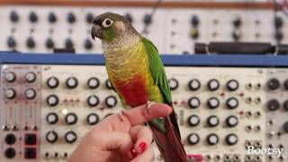 Video thumbnail for Stephi Duckula Afterneath Eurorack Module Demo | EarthQuaker Devices by EarthQuakerDevices