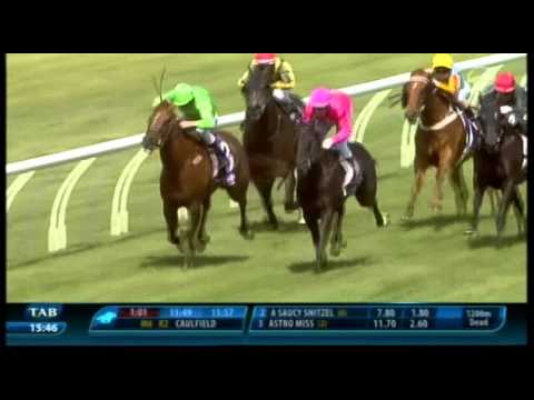 Pinzaara - 1st at Ellerslie 7th Dec 2013 - 1200m