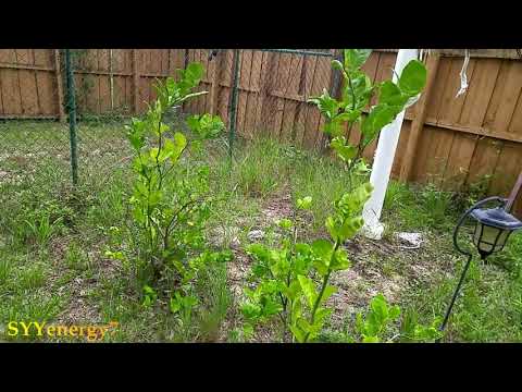 Lemon Trees, No BEES, No LEMONS