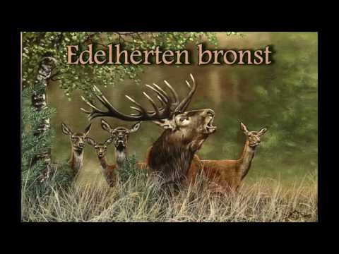 Edelherten bronst 2 sept 2016 HV