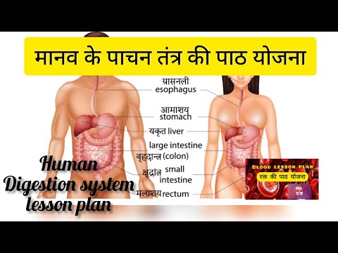 मानव मे पाचन की पाठ योजना! manav me pachan ka lesson plan ! Lesson plan of digestion in humans Video