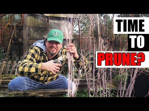 5 Raspberry Pruning Tips - Garden Quickie Episode 229