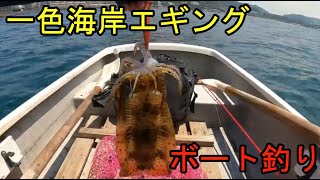 一色ボートアオリイカ