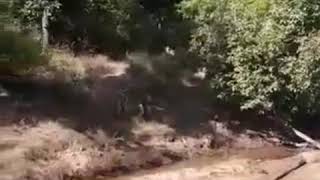 preview picture of video 'Tigress with a kill in kanha national park'