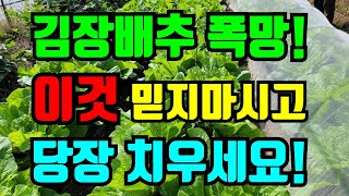 한랭사를 씌우셨다면 지금 벗겨서 속을 확인해보세요. 김장배추 결구되기 시작하면 한랭사를 벗기시는게 좋을듯 합…