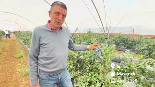 Maverick Blueberry - Huelva, Spain April 2025