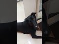 Most calming sound for your dog.