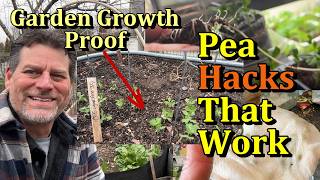 Garden Pea Hacks That Work! (Harvest Peas Sooner Using These Early Planting Tips)