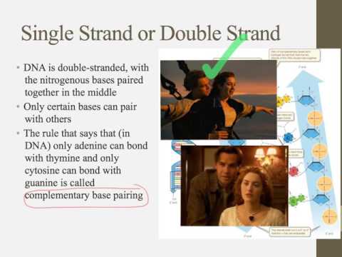 Notes for IB Biology Chapter 2.6