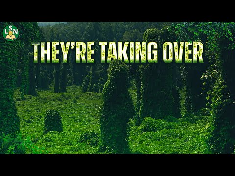 生態系を破壊する植物と動物 |外来種