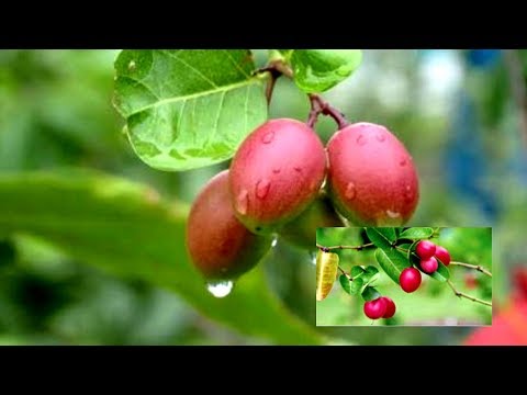 করমচা (Bengal currant or Christ's thorn plant or Karonda) পুষ্টিগুণে অনন্য