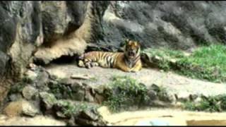 preview picture of video 'mayaguez zoo 2009'