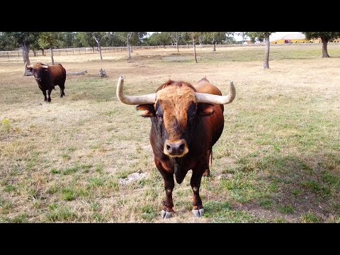 El Toro Bravo de Aldeanueva Ganadería de Toros Bravos