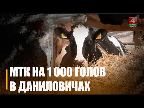 Новую МТК на 1000 голов открыли в агрогородке Даниловичи Ветковского района видео