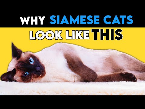 The Fascinating Reason Why Siamese Cats Look Like This