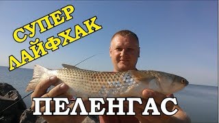 Ловля червя для ловли пеленгаса