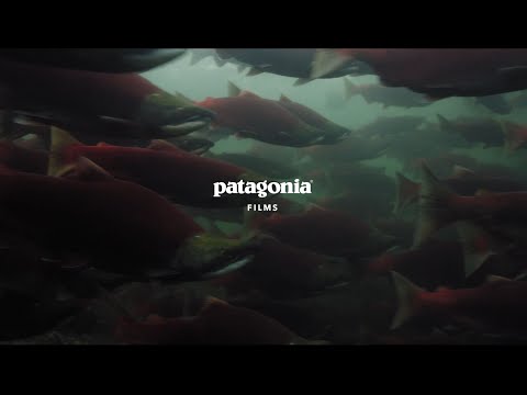 파타고니아 다큐멘터리 Artifishal 유튜브 공개