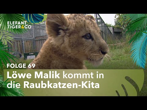 Katzenkinderkrabbelgruppe (Folge 69) | Elefant, Tiger & Co. | MDR
