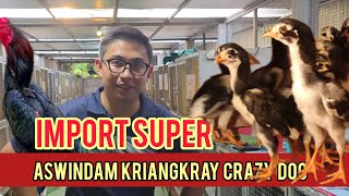 Download lagu Boy Sango Farm✅Imported Chicks Review mp3