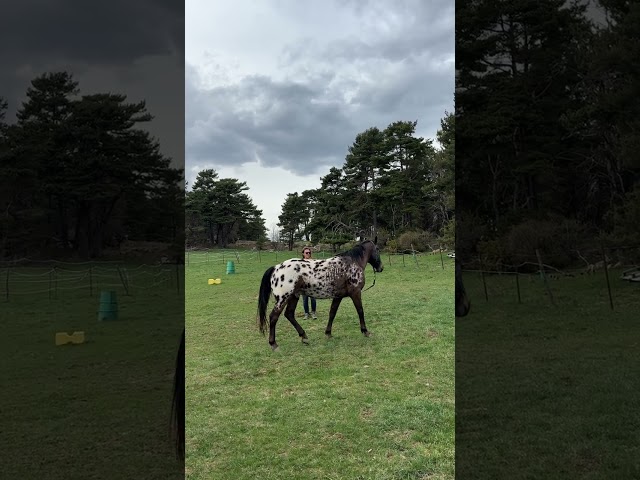 Vend Appaloosa OC hongre de 5 ans