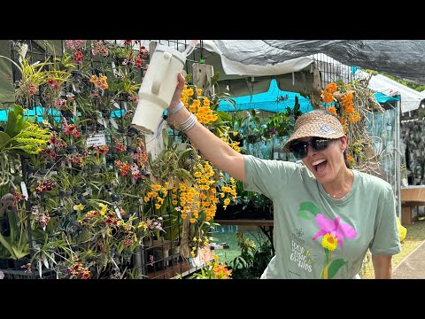 Redland International Orchid Festival 2024, Great Vendors & Orchids, Tips Before You Go, Preview Day